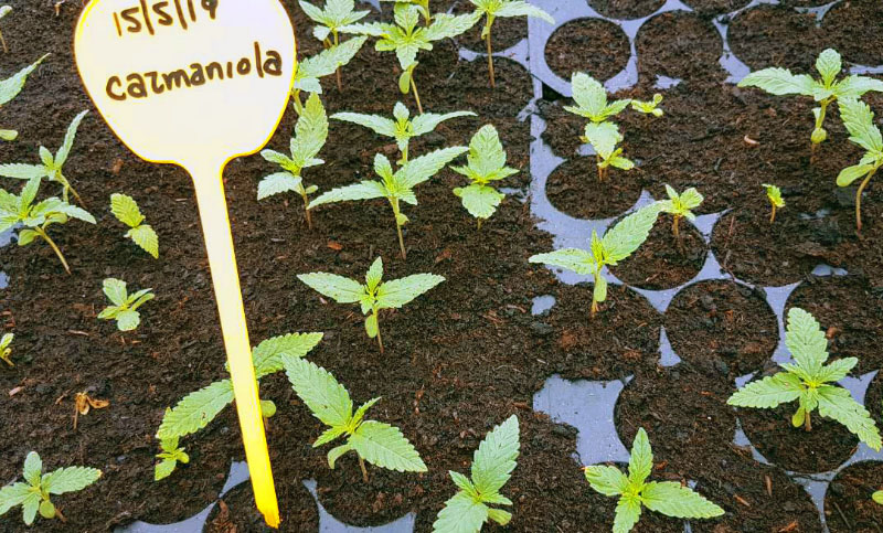 2ο Στάδιο καλλιέργειας Κάνναβης