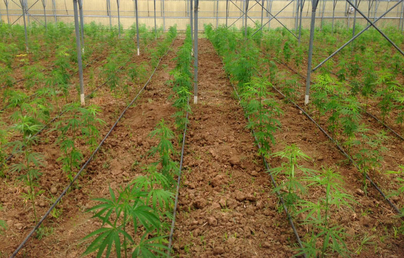 2ο Στάδιο καλλιέργειας Κάνναβης