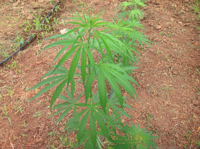 3ο Στάδιο Καλλιέργειας