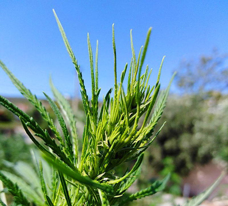 3ο Στάδιο Καλλιέργειας