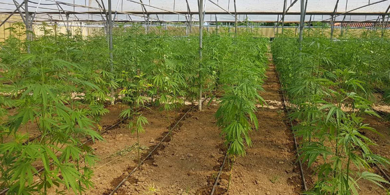 3ο Στάδιο Καλλιέργειας